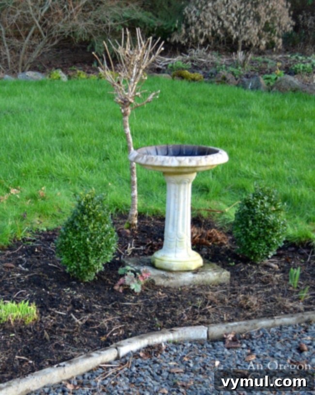 Simple Beauty: Durable Shrubs and Perennials 9 Easy Care Shrubs-Perennials-boxwoods covered in light snow in January