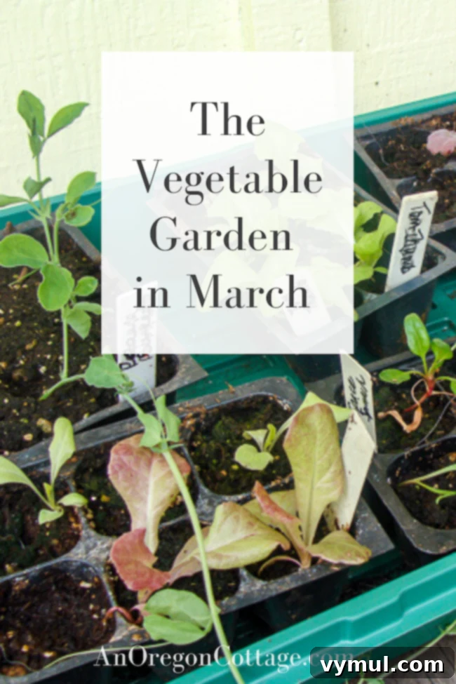 Kickstarting Your March Vegetable Garden: Plan Prepare Plant 2 A vibrant vegetable garden in early March, showcasing raised beds ready for spring planting.