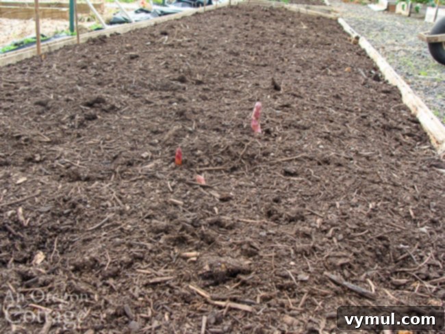 Kickstarting Your March Vegetable Garden: Plan Prepare Plant 3 First delicate shoots of spring asparagus emerging through a freshly weeded and mulched garden bed.
