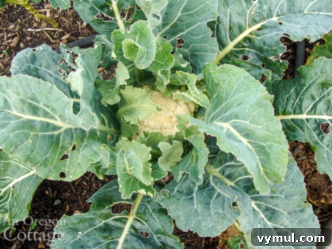 Kickstarting Your March Vegetable Garden: Plan Prepare Plant 4 A small, but perfectly formed overwintered cauliflower head, ready for harvest in early spring.
