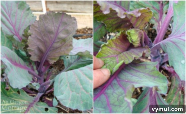 Kickstarting Your March Vegetable Garden: Plan Prepare Plant 5 An overwintered red cabbage plant that has bolted, showing a tall seed stalk instead of a tight head.