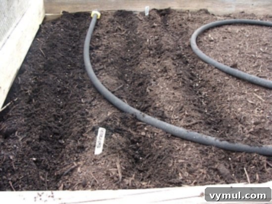 Kickstarting Your March Vegetable Garden: Plan Prepare Plant 6 Neatly planted rows of spinach seedlings thriving in the early spring garden.