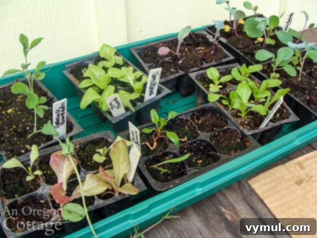 Kickstarting Your March Vegetable Garden: Plan Prepare Plant 7 Various cool-weather seedlings, including sweet pea, lettuce, broccoli, cauliflower, and cabbage, hardening off outdoors.