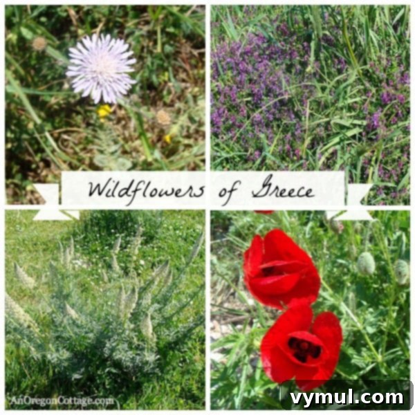 Greece's Wild Blooms 3 Collage of various Greek wildflowers including pincushion, wild sweet pea, poppy, and lupine.