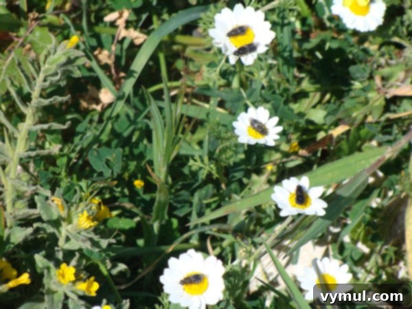 Greece's Wild Blooms 4 Close-up of bees foraging on blooming chamomile flowers in Greece.