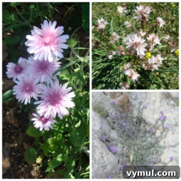 Greece's Wild Blooms 5 Various unidentified Greek wildflowers, showcasing diverse shapes and colors.