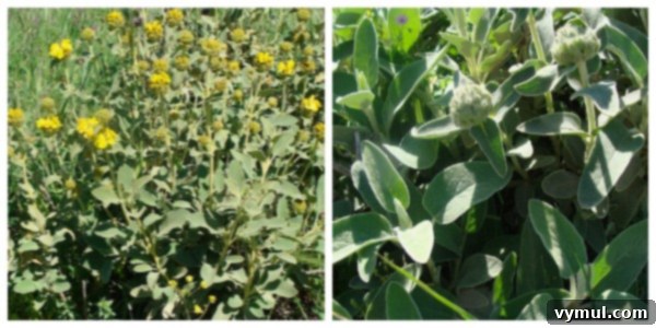 Greece's Wild Blooms 6 Close-up of a purple flowering plant growing directly from a rock face at Acrocorinth.