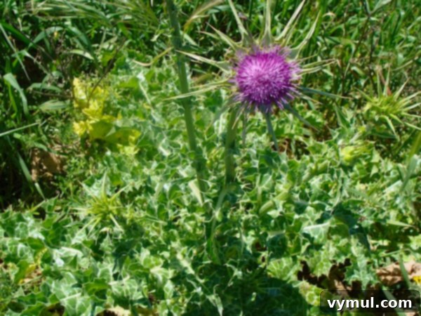 Greece's Wild Blooms 7 Close-up of an unknown plant with lamb's ear-like leaves and a distinct bloom.