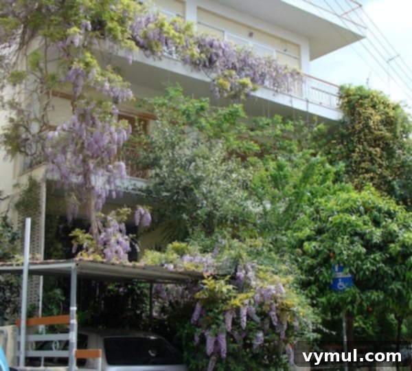 Mediterranean Muses: Greek Gardens 4 climbing wisteria in Greece