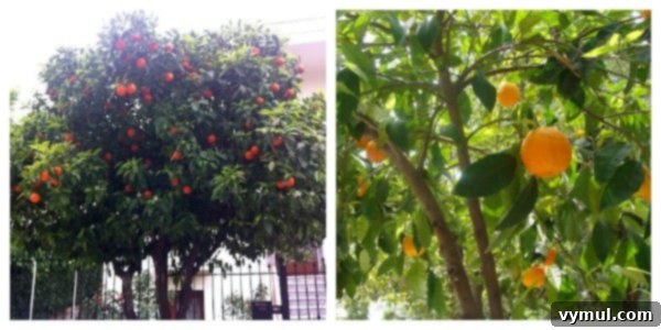 Mediterranean Muses: Greek Gardens 7 Athens Bitter Orange Tree