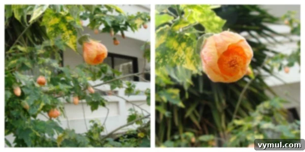 Mediterranean Muses: Greek Gardens 8 Athens Flowering Tree