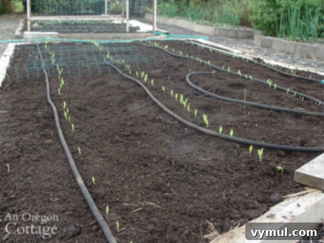 sprouting corn in weed free bed