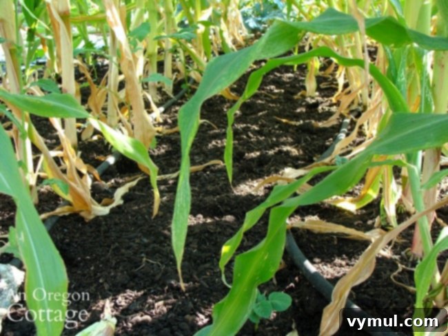 Weed free corn row at harvest