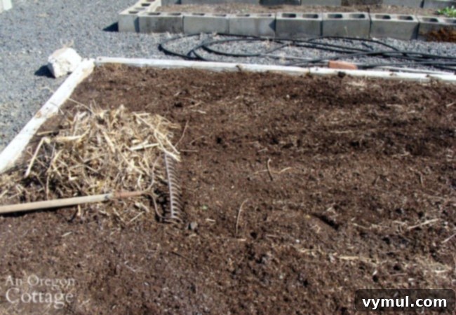 raking dead weeds from corn bed