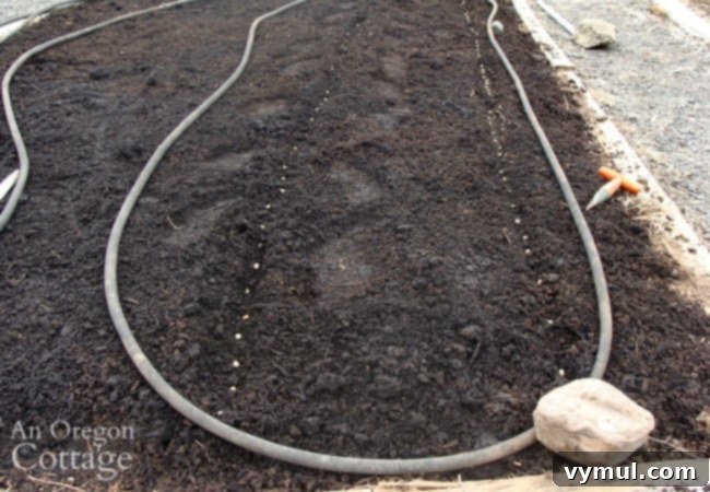 Planting corn rows of corn seed