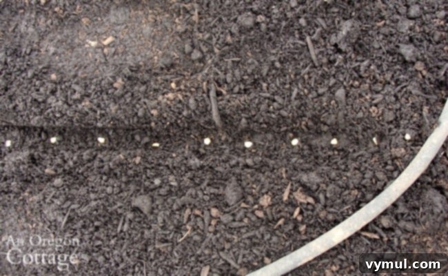 Spacing of corn seeds in row