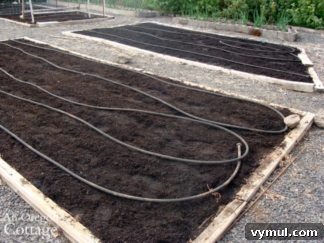 Planted corn beds with soaker hoses