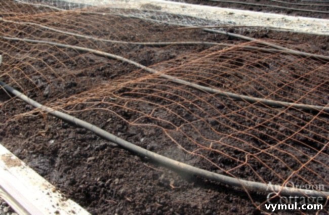 Planting corn with critter protection