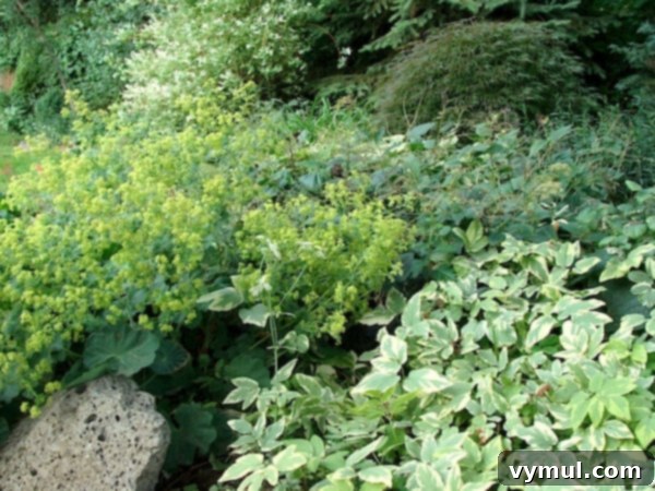 11+ Effortless Cottage Garden Blooms You Can Grow 11 Dry Shade Border