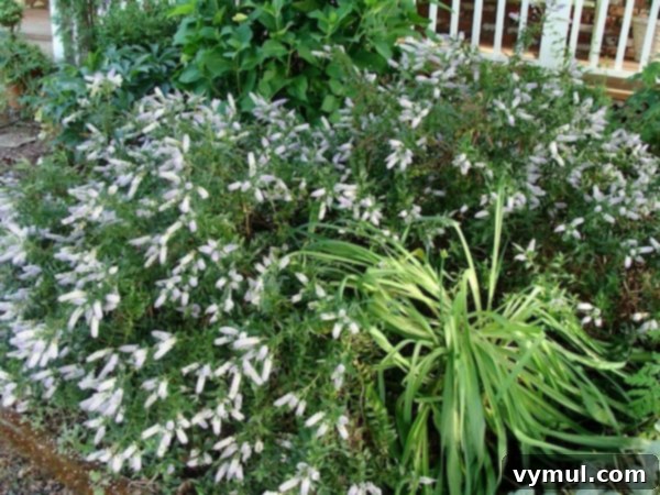 11+ Effortless Cottage Garden Blooms You Can Grow 12 hebe blooming