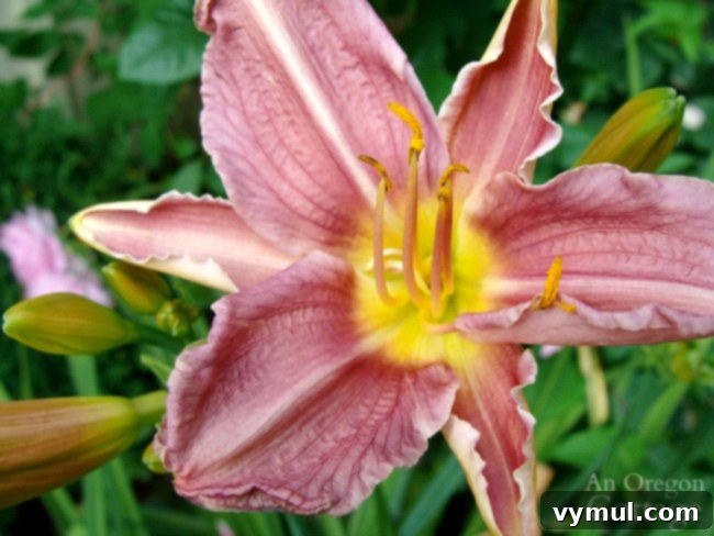 11+ Effortless Cottage Garden Blooms You Can Grow 4 dark pink daylily blossom