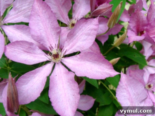 11+ Effortless Cottage Garden Blooms You Can Grow 5 purple clematis blooming