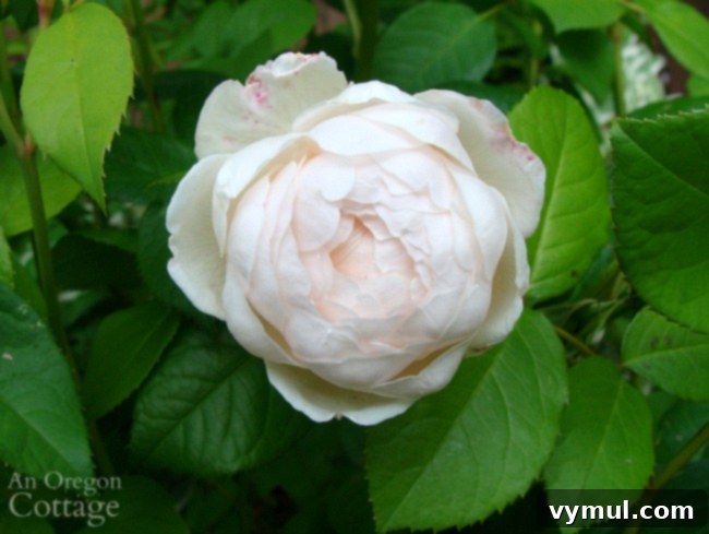 11+ Effortless Cottage Garden Blooms You Can Grow 6 Light pink rose-windermere