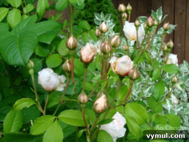 11+ Effortless Cottage Garden Blooms You Can Grow 7 D. Austin windemere rose bush