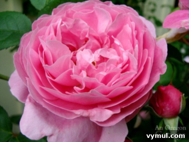 11+ Effortless Cottage Garden Blooms You Can Grow 8 D.Austin Mary rose