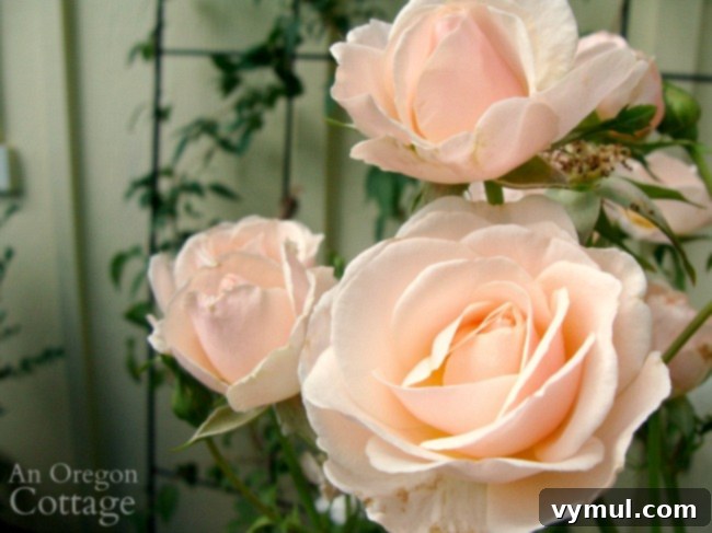 11+ Effortless Cottage Garden Blooms You Can Grow 9 unnamed peach rose