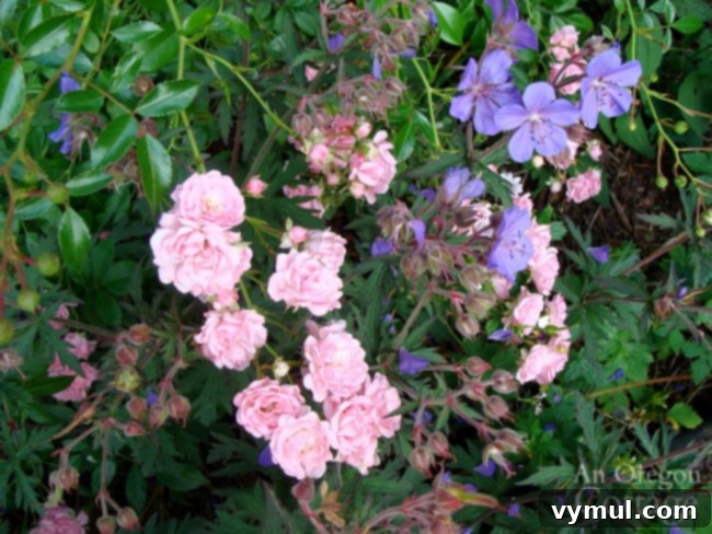 11+ Effortless Cottage Garden Blooms You Can Grow 10 fairy rose-geranium mix