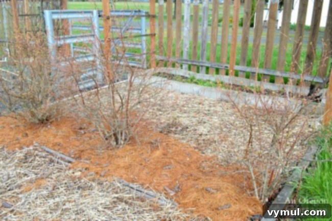 The Definitive Blueberry Sourcebook: Cultivation, Preservation and Culinary Uses 4 Blueberry Guide-How to grow blueberries