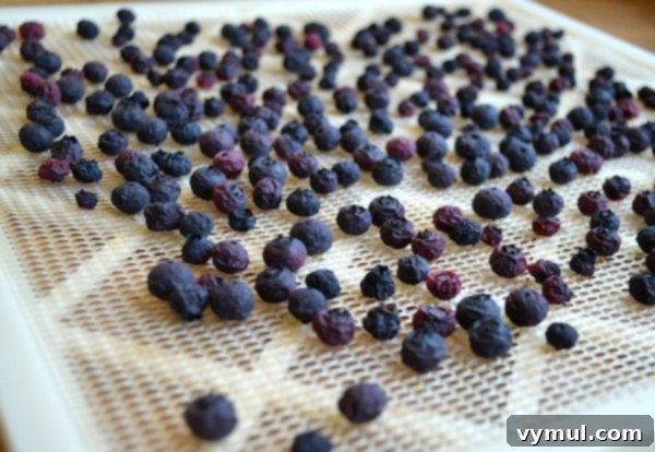 The Definitive Blueberry Sourcebook: Cultivation, Preservation and Culinary Uses 7 Drying Blueberries-AnOregonCottage