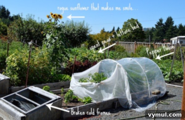 pepper house & lettuce bed