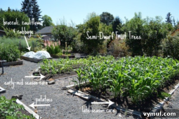 Corn beds & Fruit trees