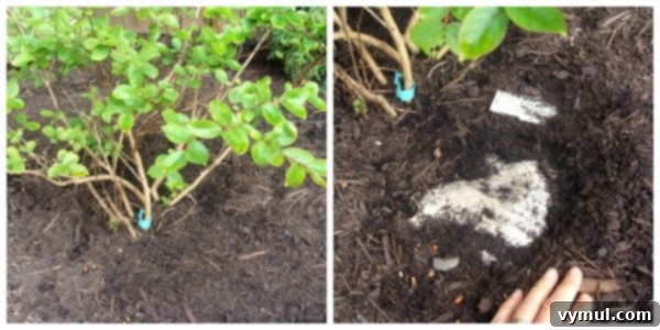 5 Garden Hacks for Saving Water and Your Weekend 5 Newspaper and Mulch for Weed Control and Moisture Retention