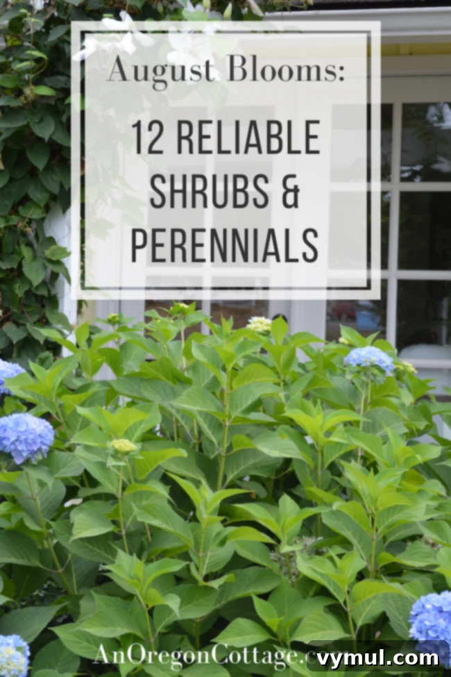 Reliable shrubs and perennials for vibrant August blooms, bridging summer and fall color in Zone 8 Pacific Northwest gardens