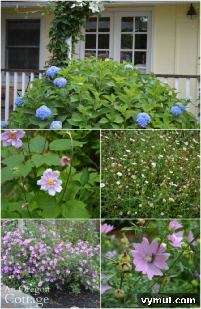 A vibrant collage showcasing diverse plants blooming in August, including Hydrangea, Malva, Fleabane, and more in a Zone 8 garden setting.