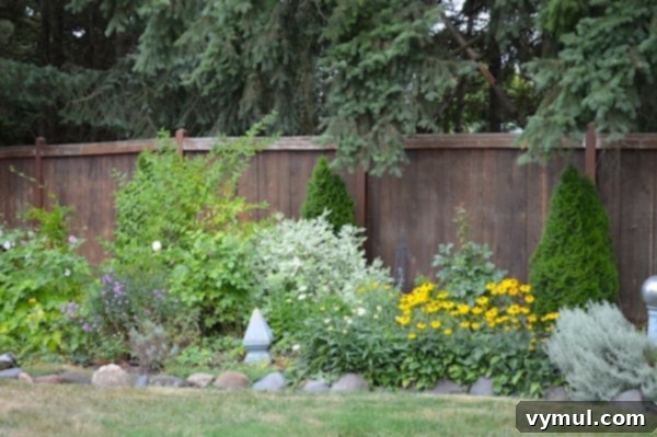 A vibrant August border featuring Black-eyed Susans and Aster, creating a cheerful yellow and purple contrast against a fence.