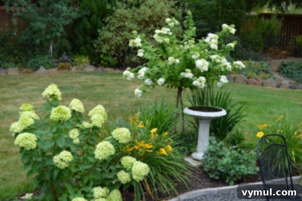 Two varieties of Hydrangea, PG and Little Lime, blooming magnificently in August next to a gravel patio, offering elegant late-summer color.