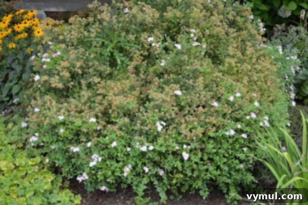 Reblooming Spirea shrub showcasing both spent July blooms and fresh August flowers after shearing, illustrating a clever gardening trick.