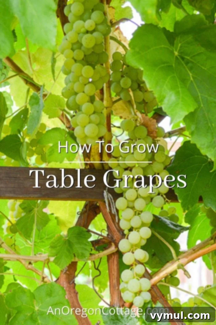 How to grow table grapes for fresh eating in your garden, featuring grapes on an arbor
