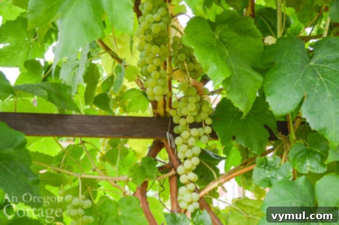 Clusters of green Himrod grapes on the vine