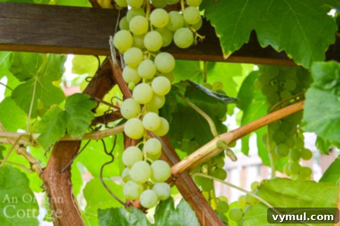 Close-up of a green Himrod grape cluster
