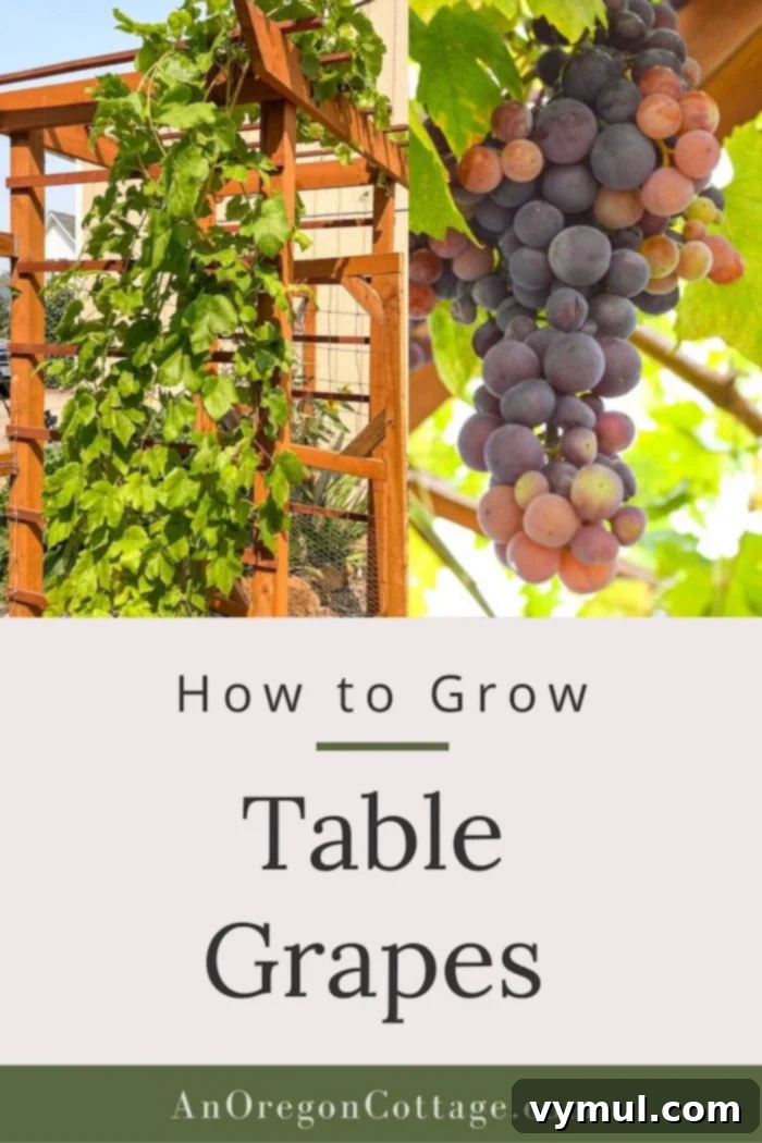 How to grow table grapes successfully for years of fresh eating