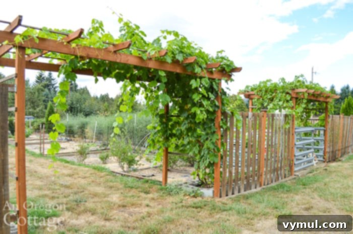 Cottage garden double grape arbors growing Himrod and Flame grapes