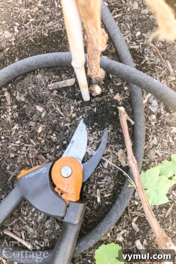 Pruning a new table grape to one main trunk for establishment