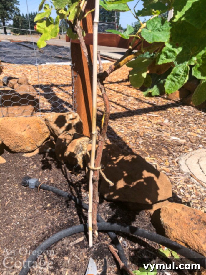 First year grape vine pruned to a single trunk, tied to a stake