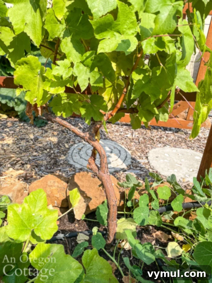 Two year old grape vine covering an arbor leading to a vegetable garden