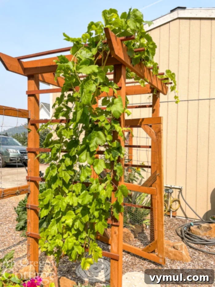 Two year old table grape vine growing vigorously over an arbor
